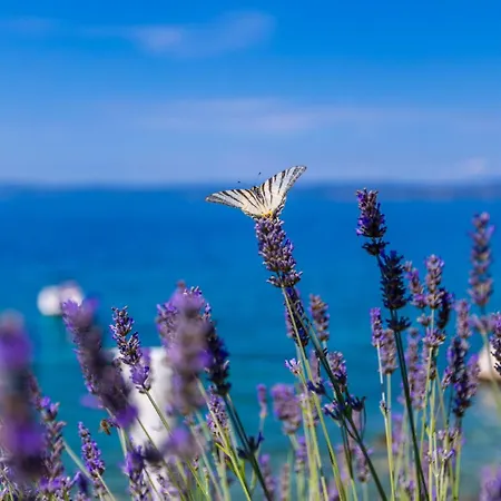 Smokvina アパート プナト